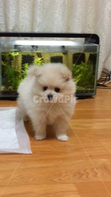 포메라니안,강아지,용품,개,놀이,응시,사랑,미소,동물,animal,포유류,mammal,개,강아지,dog,doggy
