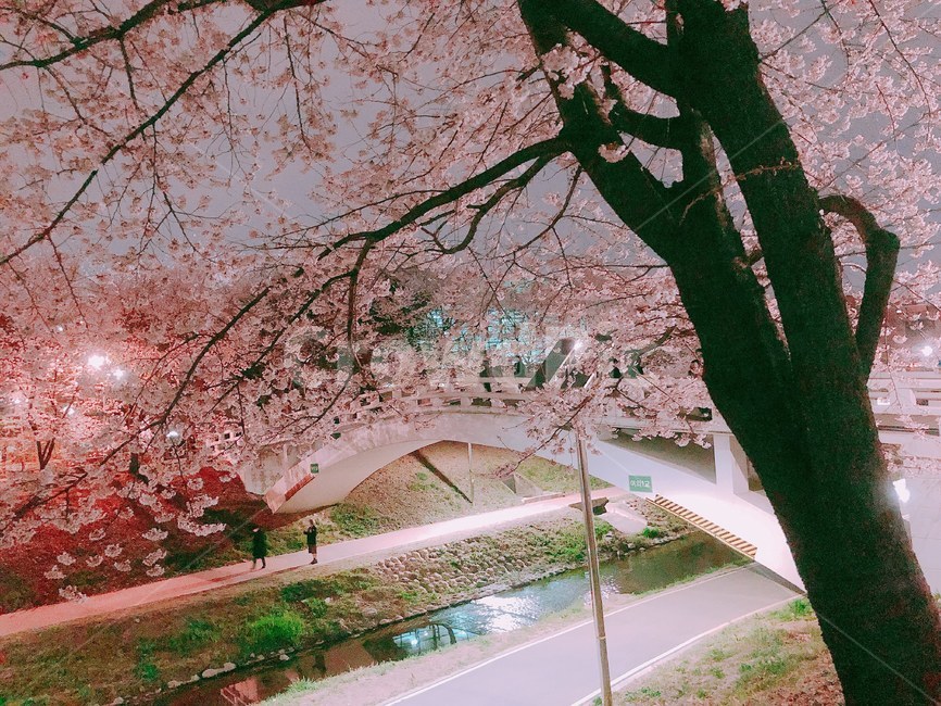 벚꽃,cherryblossom,밤,봄,spring,꽃,식물,자연,plants,nature,꽃,flower