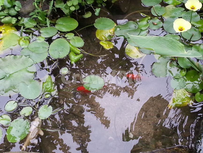 연꽃,자연,식물,호수,lotus,초록,nature,flower,꽃,lake,힐링,pond,정원,연못,green,잉어,carp