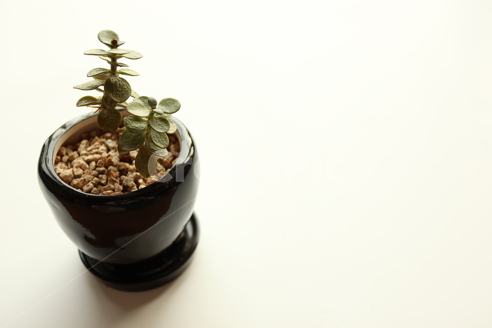 다육식물,인테리어,화분,식물,공기정화,도기류,plant,pottedplant,식물,자연,plants,nature,실내용화초,화분,화초,house plant