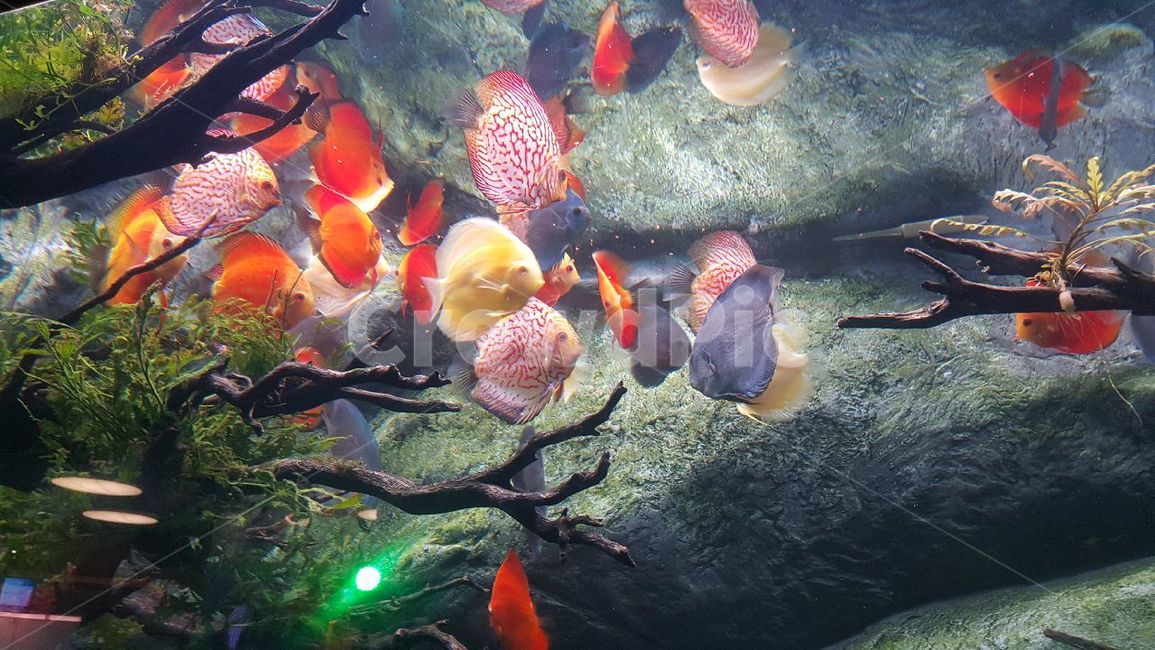 fish,물고기,수족관,animal,동물