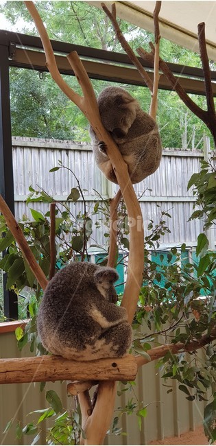 코알라,호주동물,호주,포유류,동물,koala,동물,animal,포유류,mammal