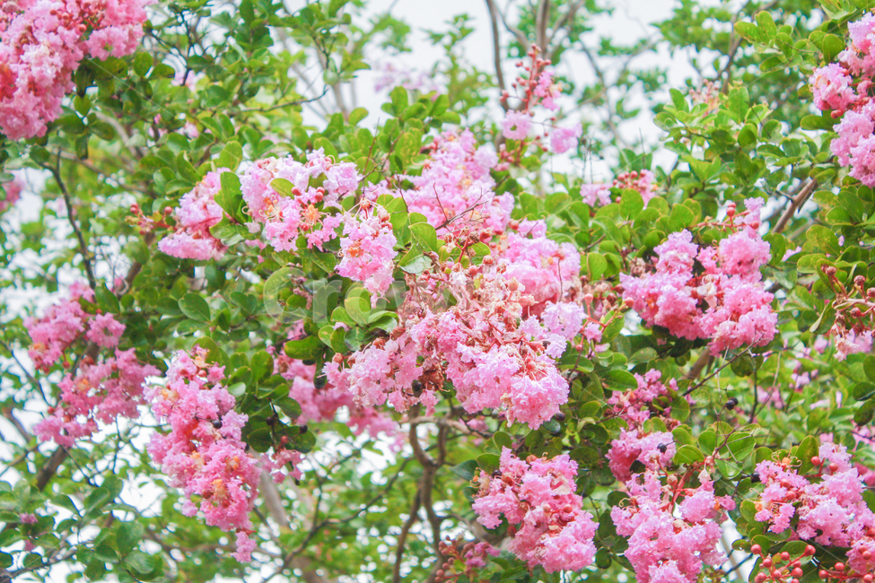 plant,식물,flower,blossom,꽃,식물,자연,plants,nature,꽃,flower