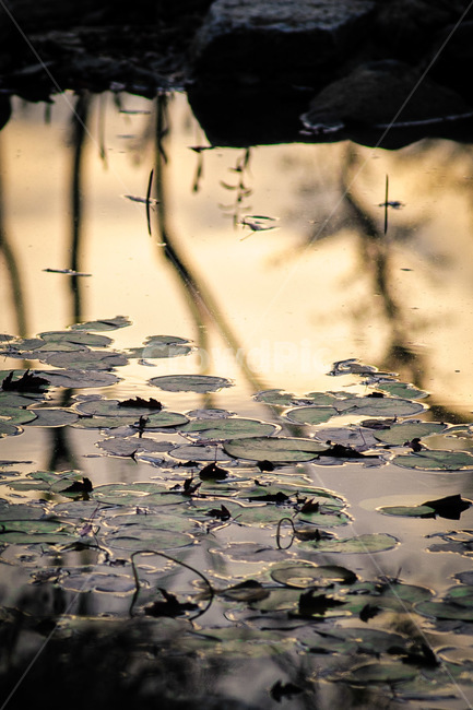 plant,식물,lily,백합,pondlily,연못백합,호수,lake,반영,노을,sunset