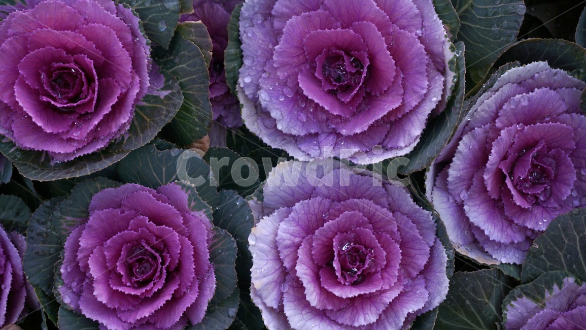 식물,cabbage,plant,양배추,vegetable,야채,보라색,바탕화면,배경화면,정원,조경,background