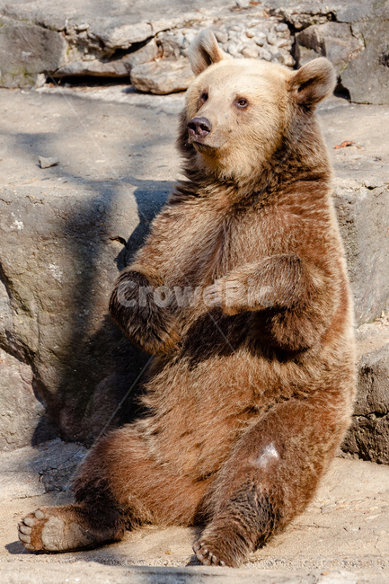 곰,동물,육식동물,포식자,동물원,동물,animal,포유류,mammal