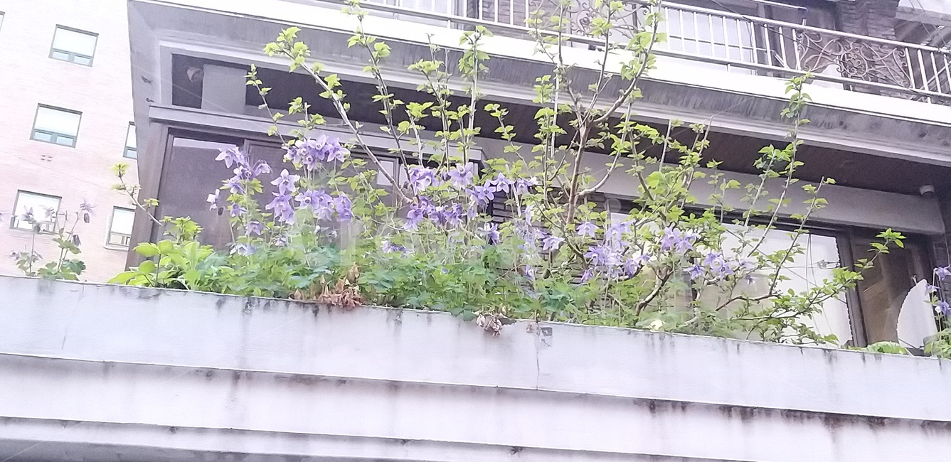 벗꽃,동네풍경,햇살,식물,plant