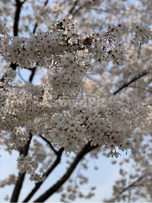 cherryblossom,꽃,벚꽃,blossom,flower