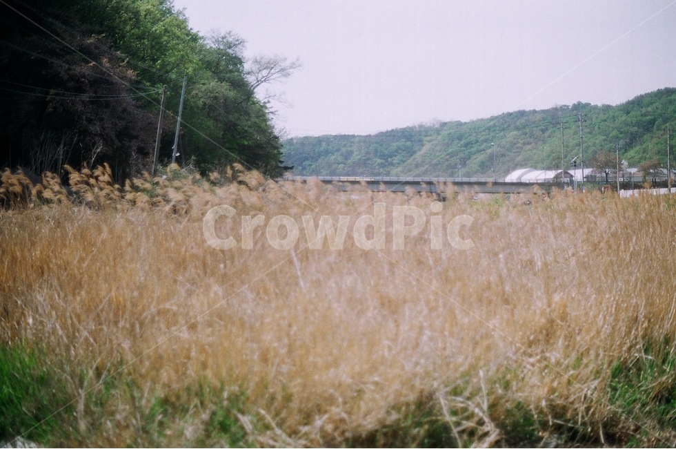 산,자연,풍경,갈대,하늘,나무,시골,마을,풍경,landscape,country,rural,town,감성,sensible,feeling