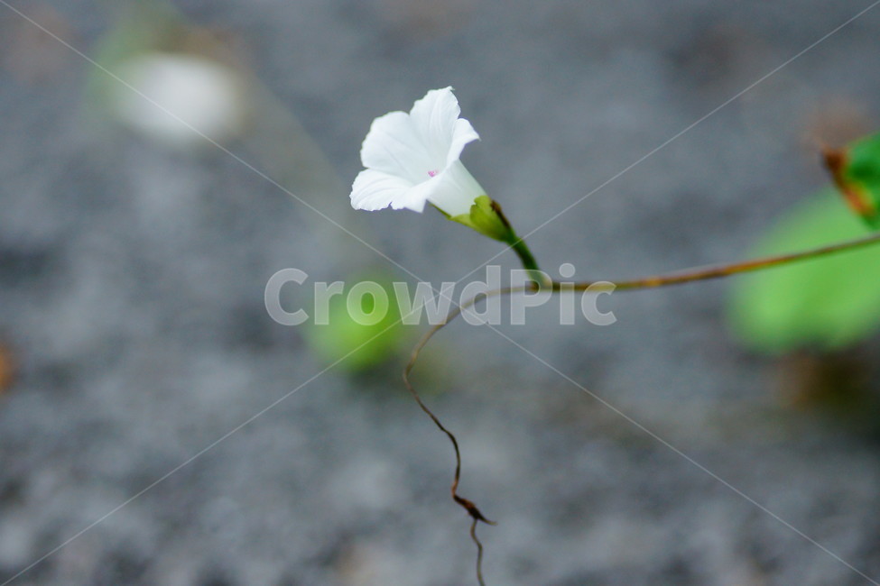 flower,꽃,plant,식물,blossom,식물,자연,plants,nature,꽃,flower