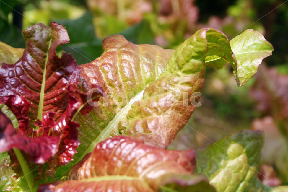 상추,적상추,쌈채소,상추재배,상추밭,상추농사,채소,야채,vegetables,농업,농사,agriculture,farming,farming industry