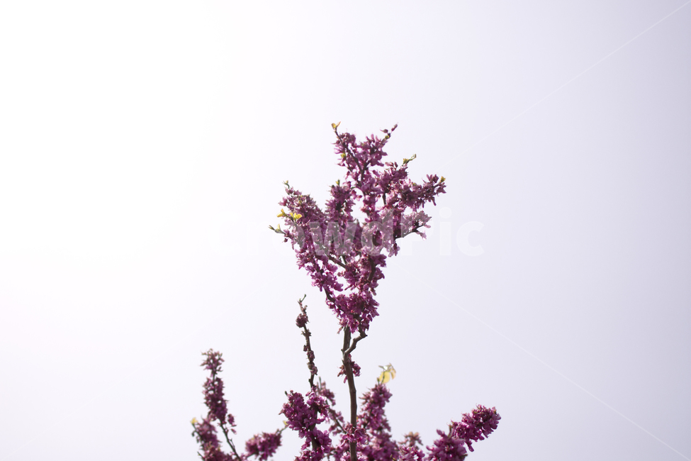 flower,blossom,blooming,꽃,plant,식물,꽃봉오리,분홍색,tree,나무,꽃나무,심플,외로움,bloom,감성,봄,spring,계절,season,park,garden
