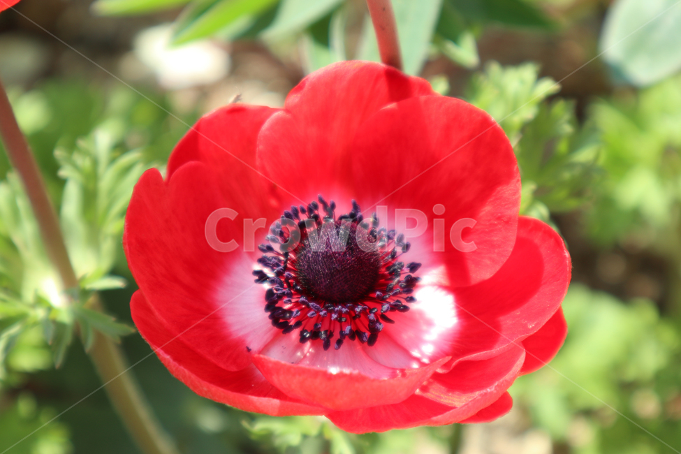 꽃,식물,봄,꽃사진,봄꽃,자연,식물,자연,plants,nature,꽃,flower
