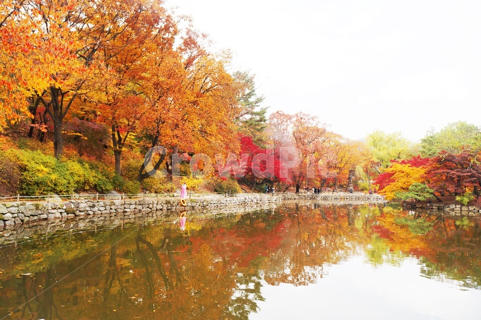 가을,반영,그림자,호수,단풍,울긋불긋,낙엽,데이트,고궁,창덕궁,가을,계절,fall,autumn,season,자연,풍경,nature,landscape,maple,tree,나무,plant,식물