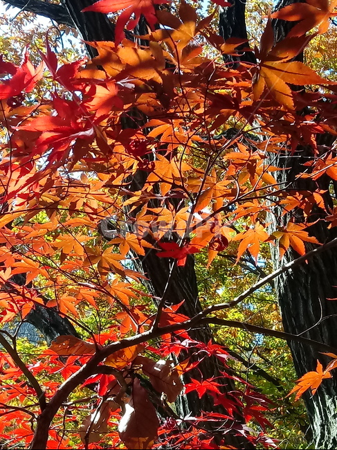 단풍,단풍잎,단풍나무,가을,leaf,잎,plant,식물,tree,나무,계절,fallautumnseason,outdoors,옥외,자연풍경,naturelandscape,낙엽,가을,계절,fall,autumn,season,식물,자연,plants,nature,maple