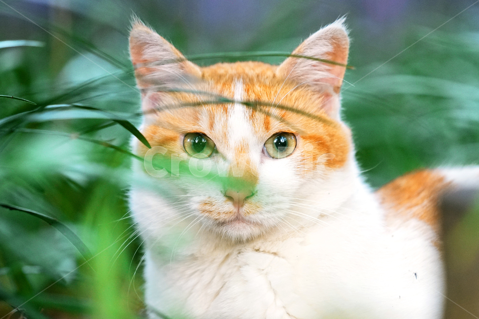 고양이,길냥이,집중,구경,응시,침착함,차분함,정숙함,조용함,진지함,신중함,길고양이,야옹이,냐옹이,유기묘,반려묘,애완동물,반려동물,야생동물,떠돌이,캣,펫,동물,animal,포유류,mammal,고양이,cat,kitten,kitty