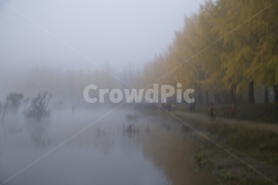 은행나무,안개,호수,자연,가을,fall,lake,fog,ginkgo,tree,나무,연무,노랑,yellow,아침,새벽,가을,계절,fall,autumn,season,자연,풍경,nature,landscape,weather,날씨,outdoors,옥외