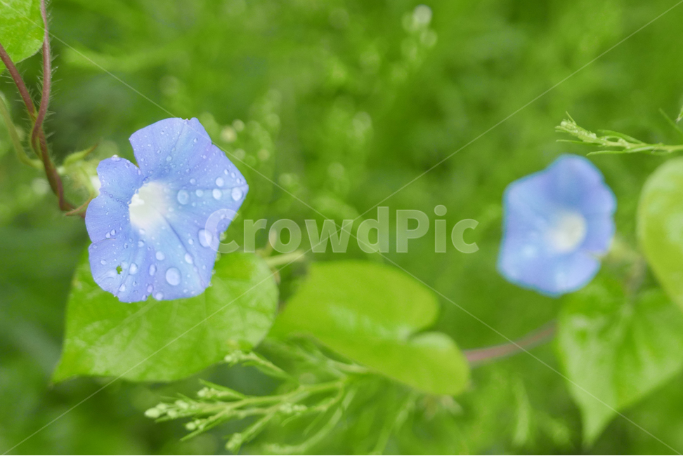 plant,식물,flower,꽃,파랑,이슬,녹색,나팔꽃,식물,자연,plants,nature,꽃,flower