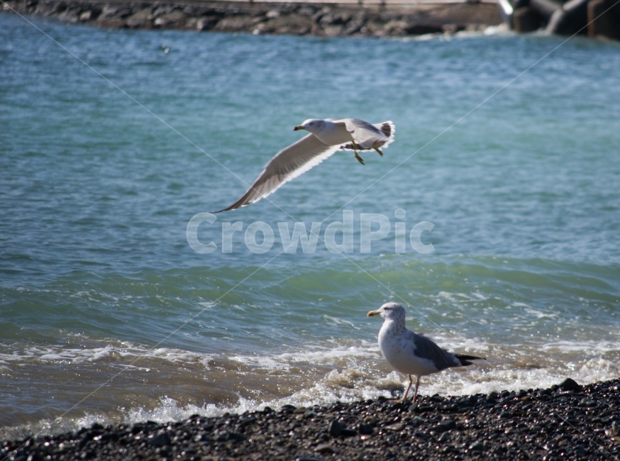 갈매기,바다,파도,해변가,창공,자유,동물,animal,조류,새,birds