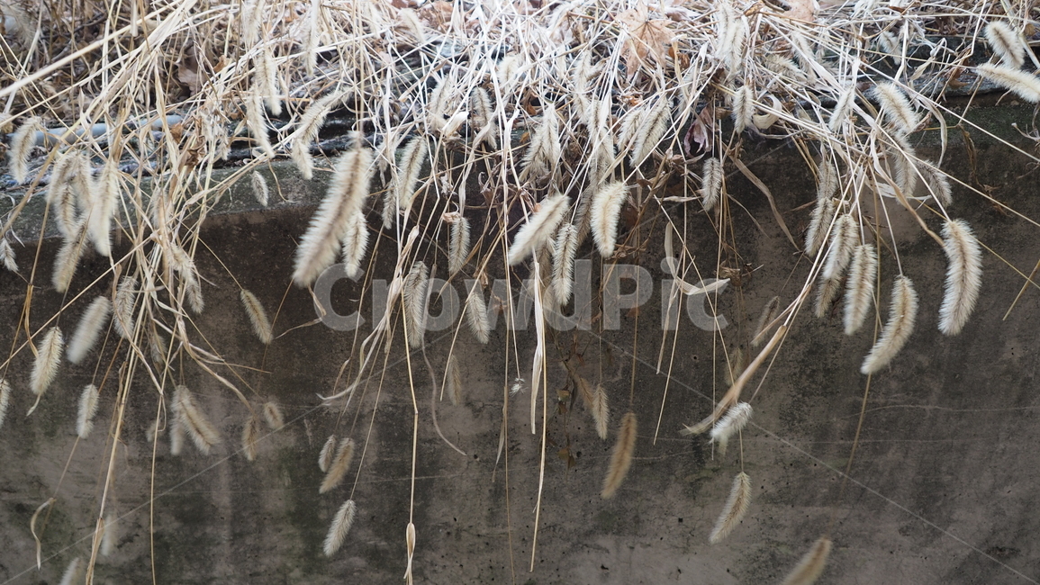 식물,자연,야외,plant,nature,greenfoxtail,outdoors,강아지풀