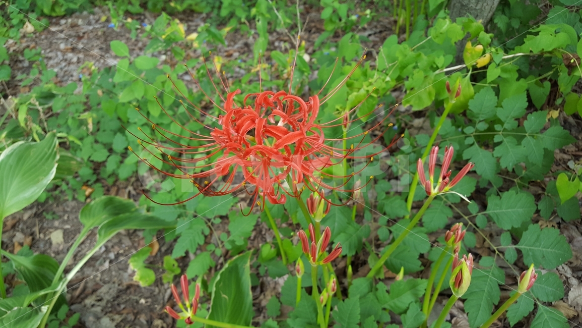 식물,꽃무릇,꽃,석산,상사화,식물,자연,plants,nature,꽃,flower