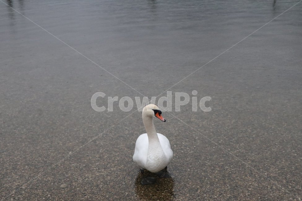 백조,동물,animal,강,swan