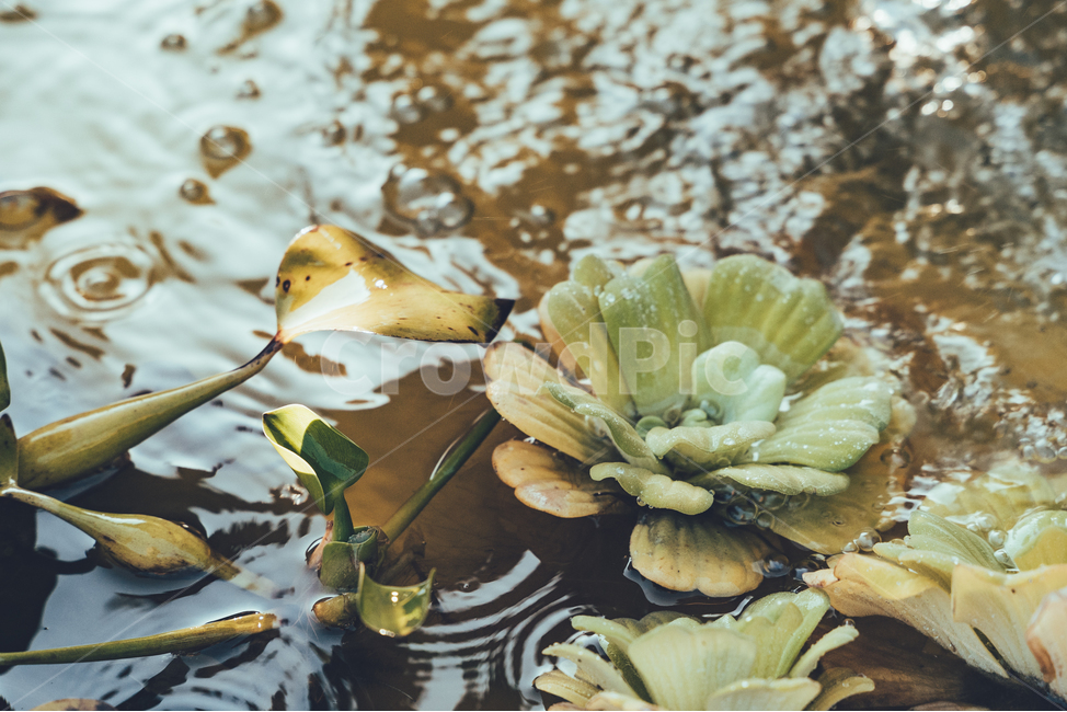 연,연꽃,가을,풍경,감성,식물,자연,plants,nature