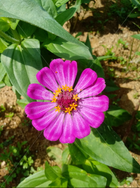 백일홍,국화과,원예식물,꽃,플라워,관상식물,zinnia