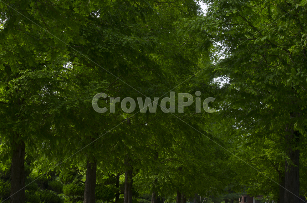 가로수,나무,숲,산책,여름,scene,view,feeling,emotion,nature,landscape,season,풍경,감정,감성,자연,계절,뷰티,tree,forest,summer,풍경사진,감성사진,정취