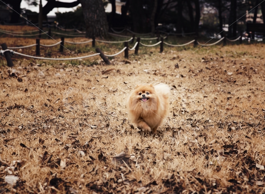 강아지,애견,반려견,포메라니안,예쁜강아지,미소,가족,친구,견종,개,애완동물,동물,예쁜동물,동물,animal,개,강아지,dog,doggy,포유류,mammal