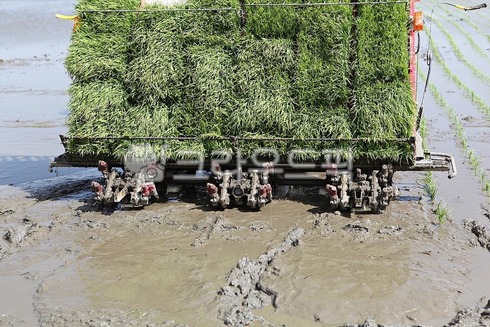 이앙기,모,모심기,모내기,모판,농기계,농업,농사,논,논농사,기계,자동,식물,야외