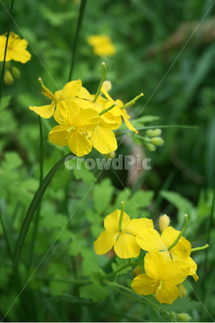 식물,flower,꽃,애기똥풀,노란,노란꽃,식물,자연,plants,nature,꽃,flower