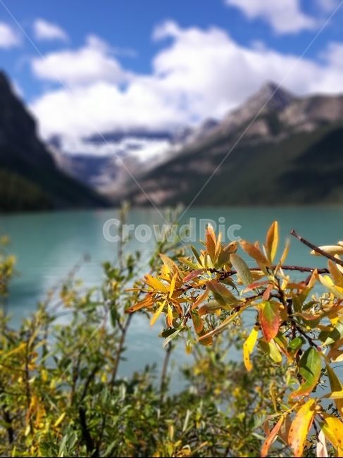 nature,자연,outdoors,옥외,물,호수,야생화,캐나다,로키산맥,canada,canadarocky