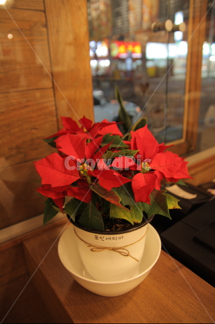 포인세티아,poinsettia,크리스마스꽃,크리스마스화분,꽃,성탄절꽃,겨울꽃,화분,크리스마스리스