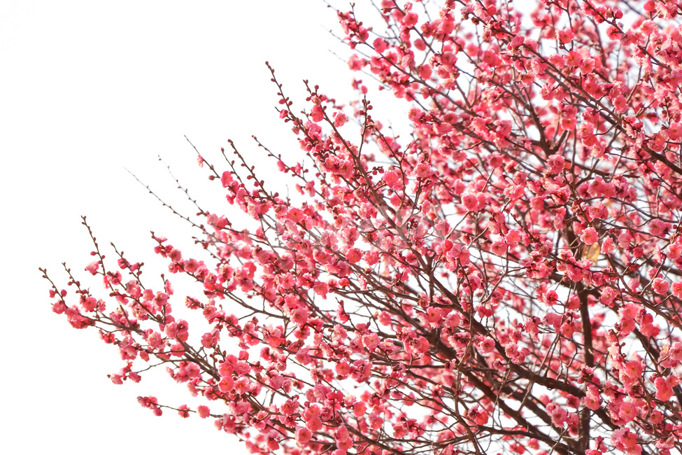 홍매화,벚꽃,식물,꽃,봄,식물,자연,plants,nature,꽃,flower