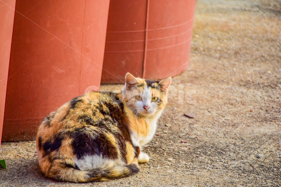 고양이,야옹이,동물,cat,길고양이,동물,animal,포유류,mammal,고양이,cat,kitten,kitty