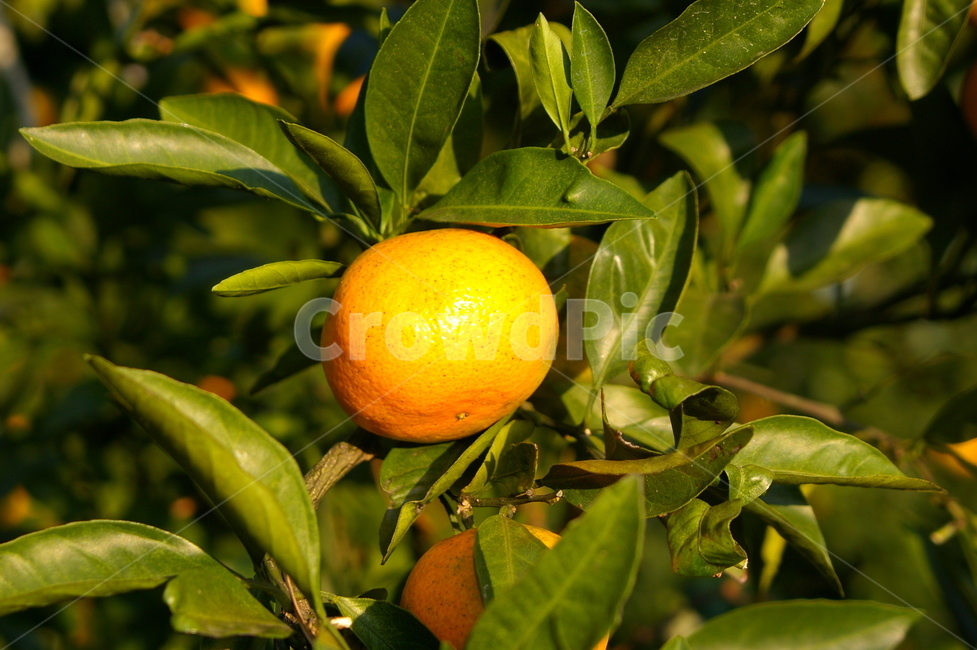 제주,제주도,fruit,과일,plant,식물,citrusfruit,감귤류과일,food,음식,orange,주황색,감귤