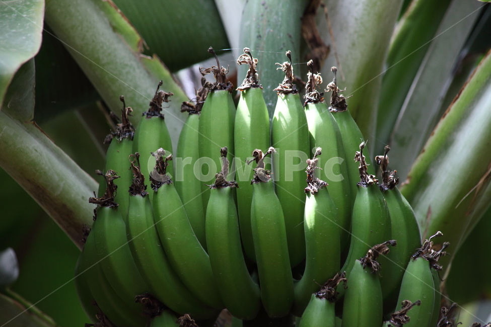 바나나,과일,온실,식물원,banana