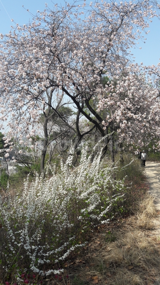 벗꽃,나무,초록,꽃,길,자연,풍경,nature,landscape,봄,계절,spring,season,blossom,flower,cherry blossom,벚꽃,plant,식물