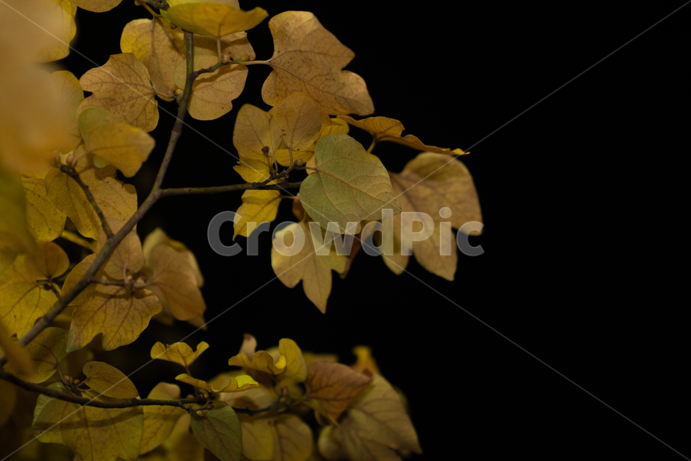 leaf,잎,plant,식물,veins,단풍,가을,계절,fall,autumn,season,야경,밤,풍경,nightscape,night,landscape,정맥