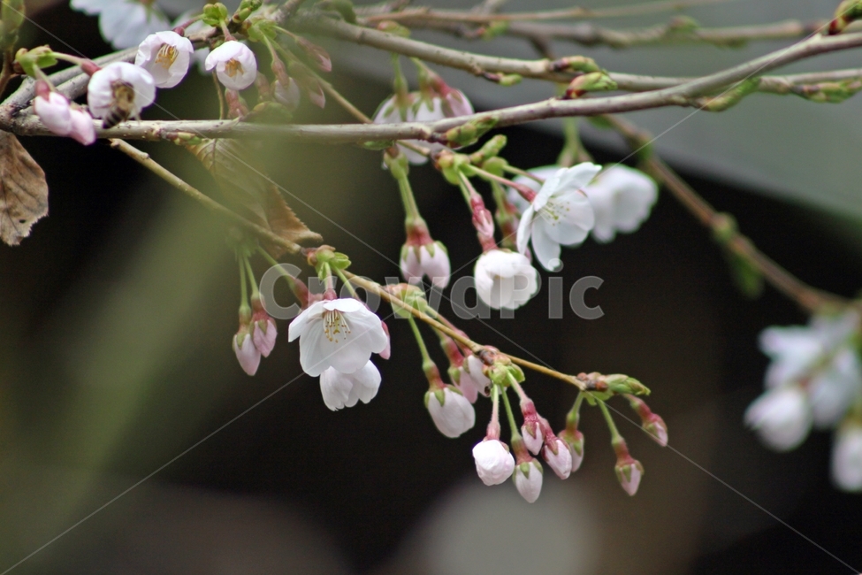 봄,봄꽃,벚꽃,꽃,식물,식물,자연,plants,nature,꽃,flower