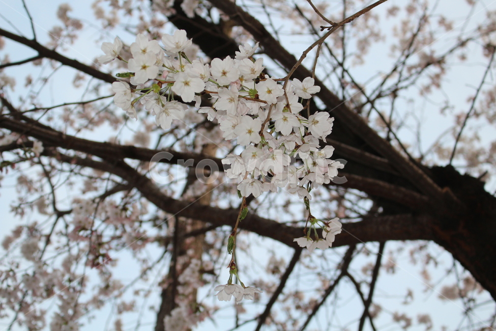 봄,벚꽃,나무,꽃,tree,cherryblossom,봄,계절,spring,season,식물,자연,plants,nature,꽃,flower,plant,blossom