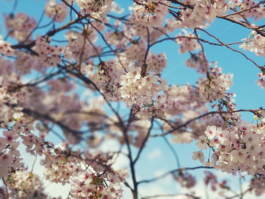 벚꽃,cherryblossom,봄꽃,봄하늘,벚꽃하늘,봄,하늘,꽃,벚나무,봄,계절,spring,season,식물,자연,plants,nature,꽃,flower,plant,blossom