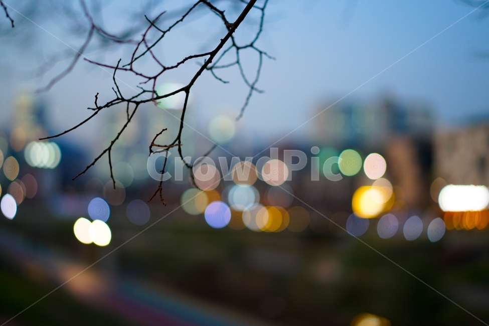 야경,경치,풍경사진,보케,나무,나뭇가지,감성,감성사진,감성샷,느낌,풍경,직찍,식물,밤거리,거리스냅,스냅,감성,sensible,feeling