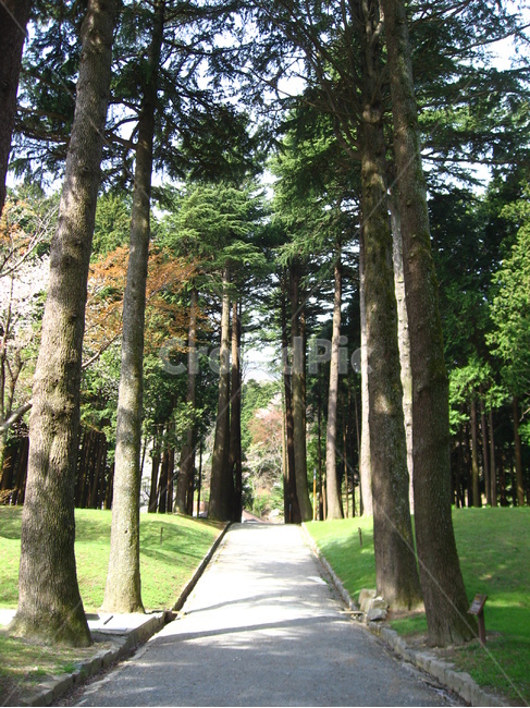편백,나무,편백나무,식물,나무줄기,길,자연,tree,plant,treetrunk