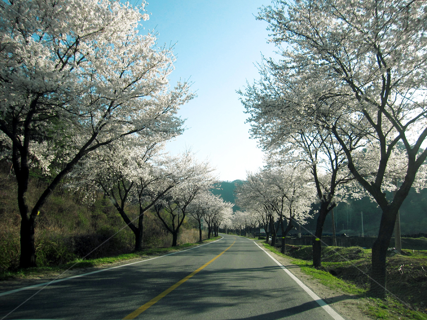 벛꽃길,나무,풀,도로,하늘,봄,tree,sky,spring,봄,계절,spring,season,자연,풍경,nature,landscape,road,asphalt,아스팔트,highway,고속도로,freeway,고속 도로