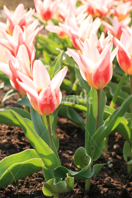 꽃,정원,튤립축제,식물,꽃밭,튤립,분홍튤립,분홍색꽃,pinktulip,flower,garden,tulip,blossom,식물,자연,plants,nature,꽃,flower
