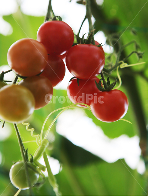 Red,tomatoes,Cherry tomato,Fruit,fruit,plant,Agriculture,tomato,diet,vegetable,fresh