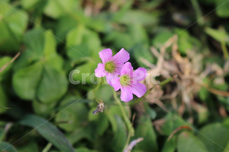 꽃,자연,배경화면,봄,꽃한송이,아웃포커싱,들꽃,flower,nature,backgroundimages,spring