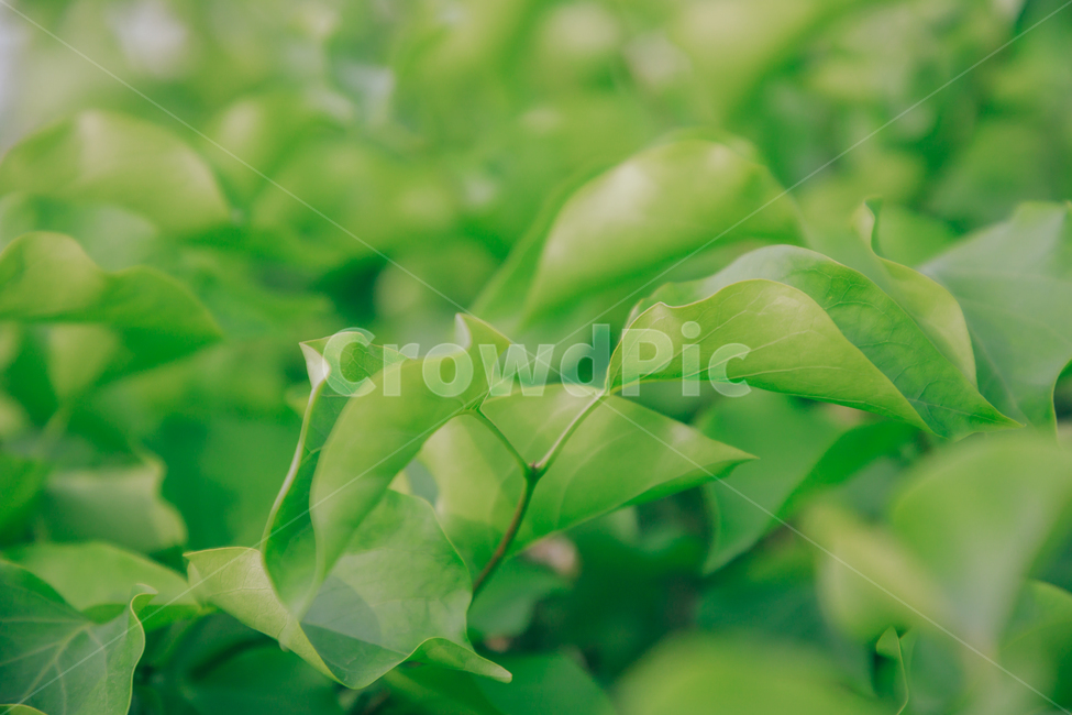 초록,풀,풀잎,자연,싱그러움,식물,자연,plants,nature